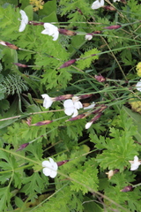 Dianthus cretaceus