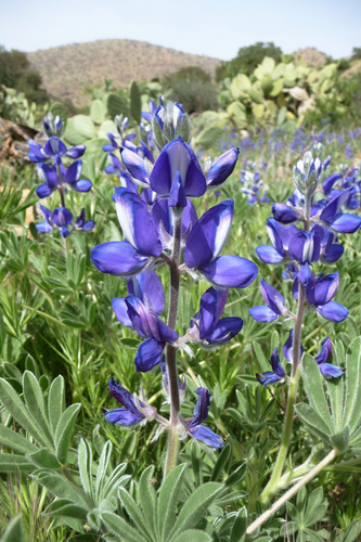 Lupinus atlanticus