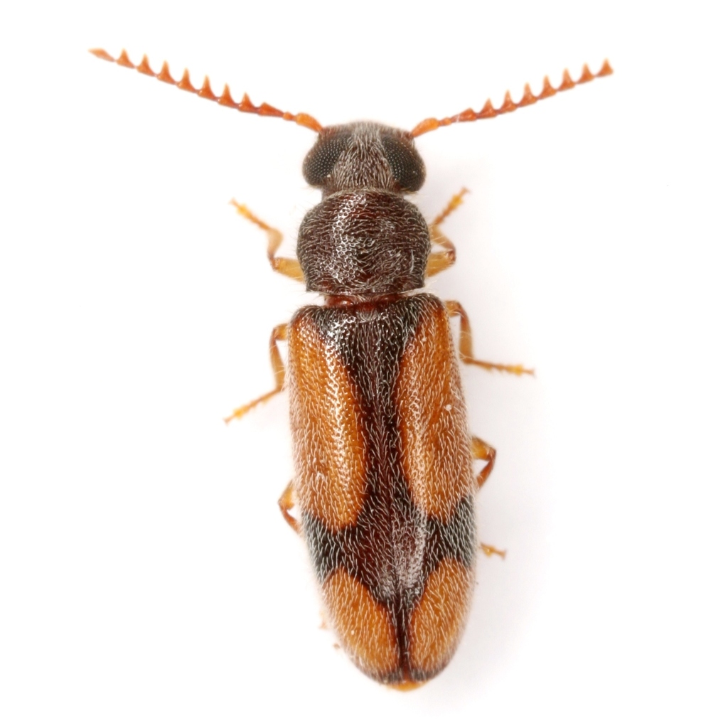 Polypriinae
