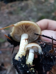 Pholiota brunnescens