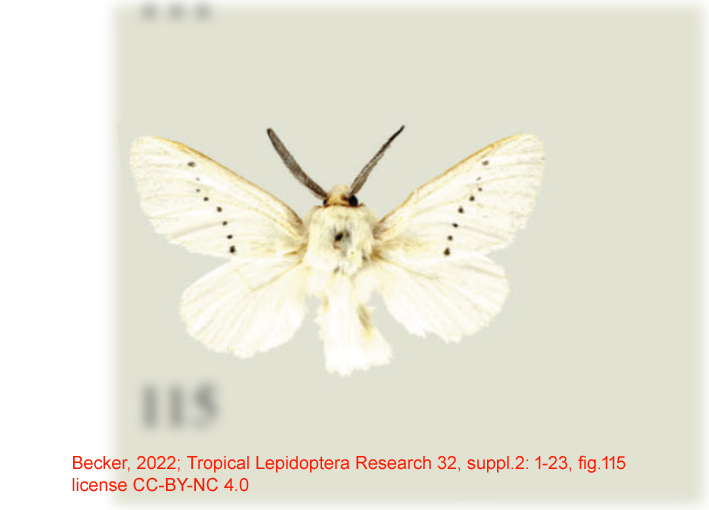 Trosia virginalis