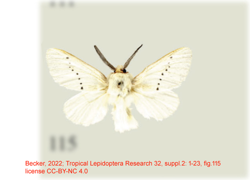 Trosia virginalis