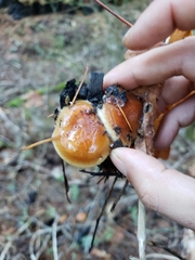 Pholiota brunnescens