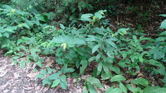 Flemingia strobilifera