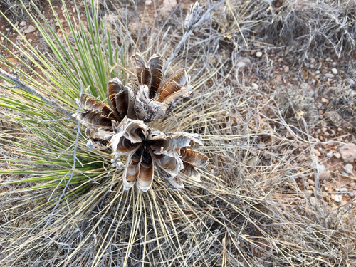 Great Plains yucca