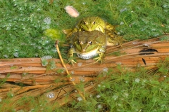 Pelophylax saharicus