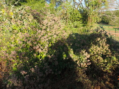 Salpianthus arenarius