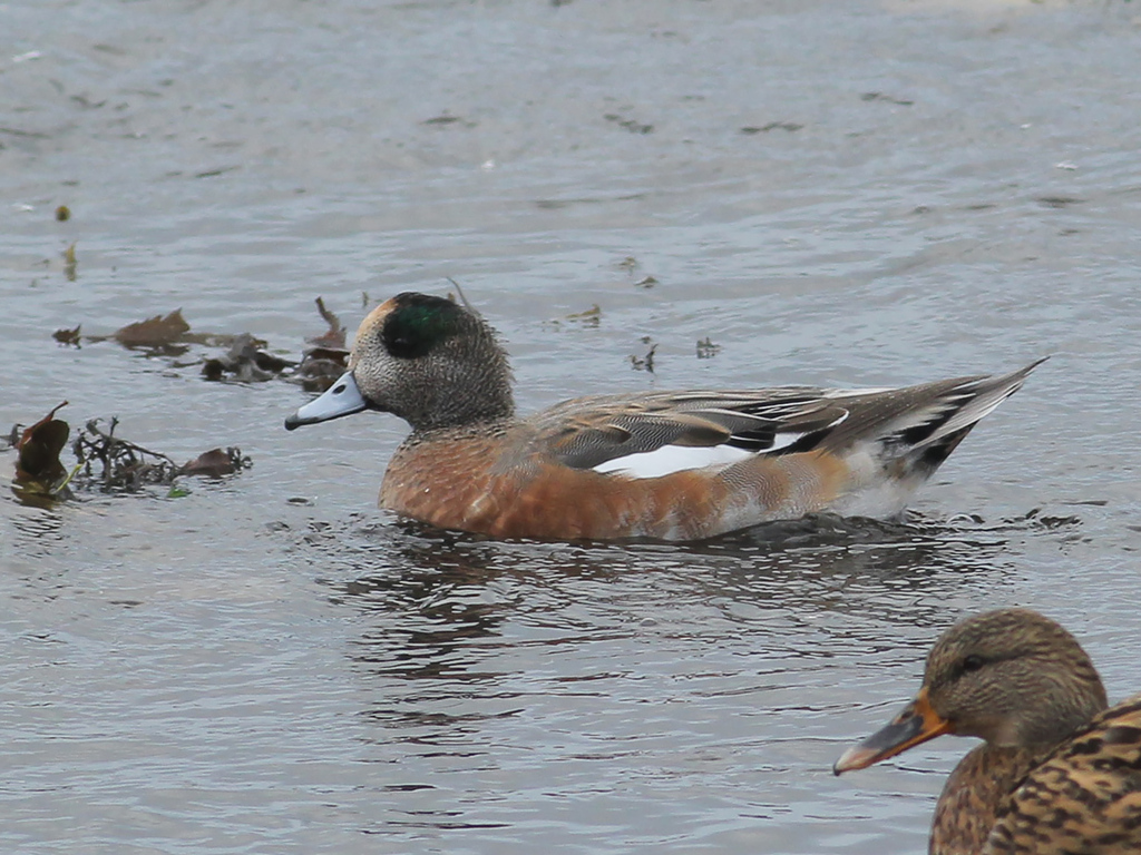 Eurasian × Chiloe Wigeon