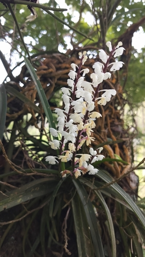 Aerides ringens observed 2025-08-23