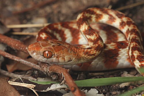 Brown Tree Snake sighting