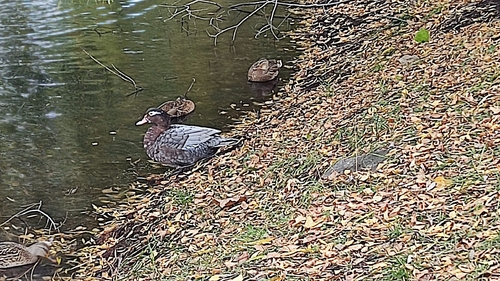 Mallard × Muscovy Duck