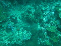 Epinephelus fuscoguttatus