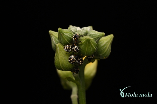 Southern Green Stink Bug