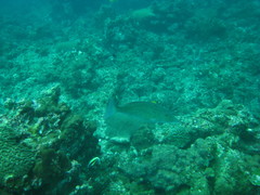 Lethrinus olivaceus