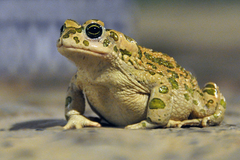 Bufotes boulengeri boulengeri