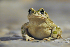 Bufotes boulengeri boulengeri
