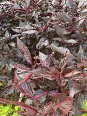 Iresine diffusa herbstii