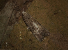 Heteromicta tripartitella