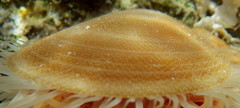 Ctenoides mitis