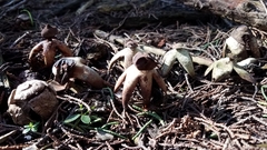 Geastrum fornicatum