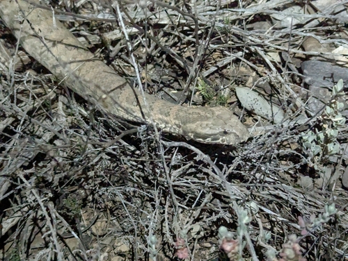 Southern Death Adder sighting
