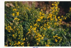 Galactites tomentosus