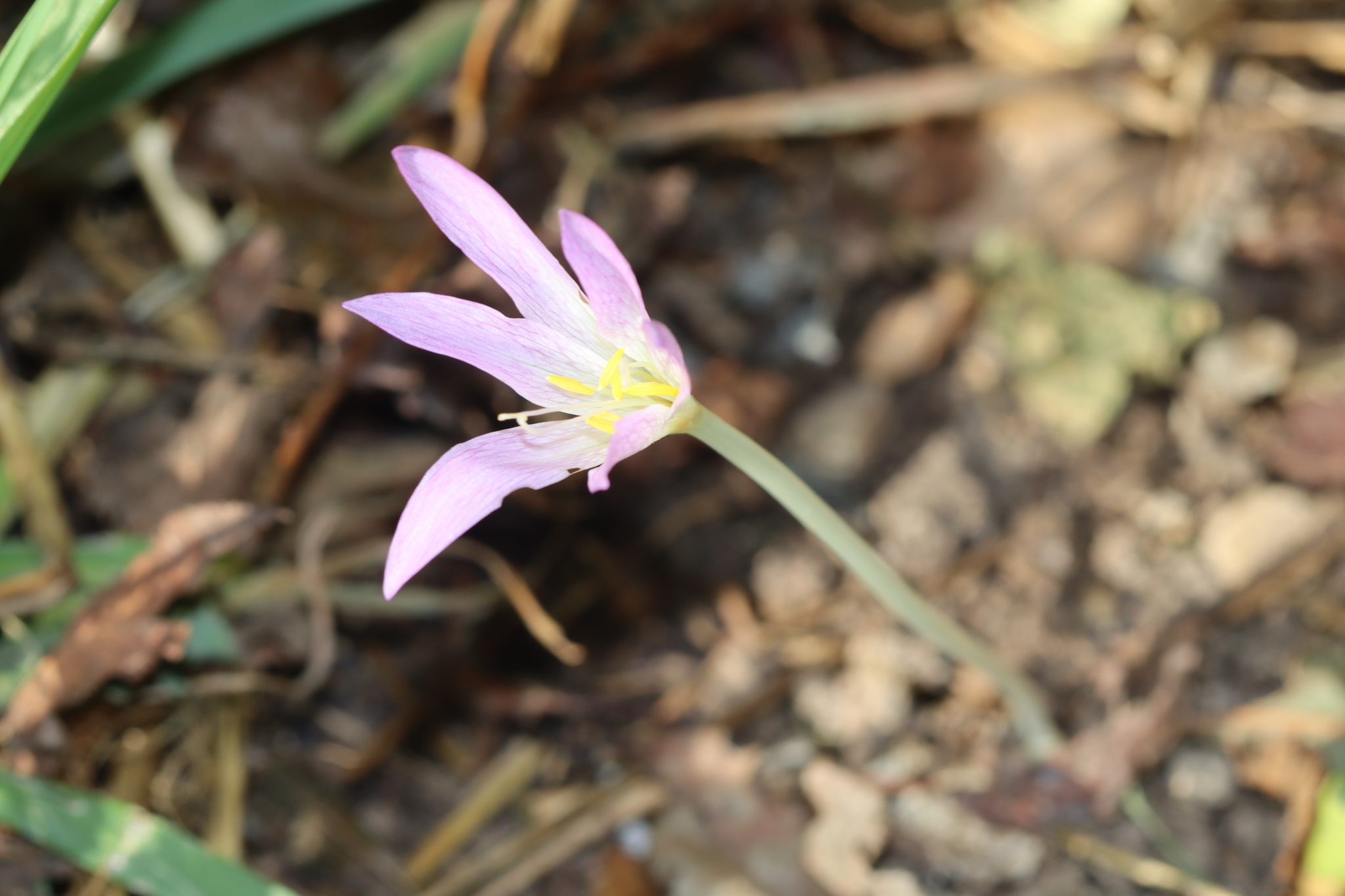 Colchicum Lusitanum (Colchicum lusitanum)
