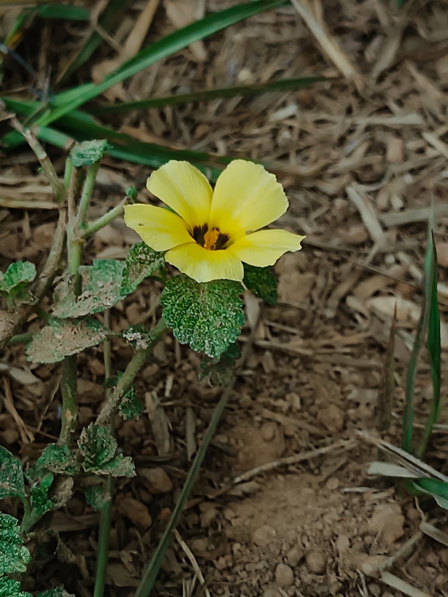 Turnera subulata