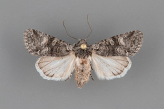 Apamea occidens