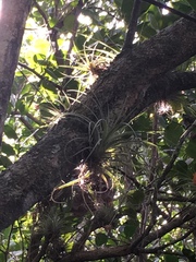 Tillandsia fasciculata