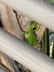 Iguana iguana