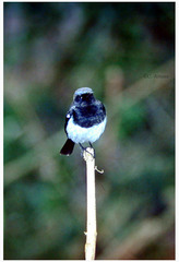 Phoenicurus coeruleocephala