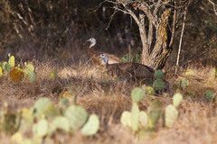 Meleagris gallopavo intermedia
