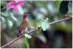 Arachnothera modesta