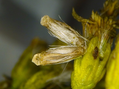 Coleophora photographed on goldenrod