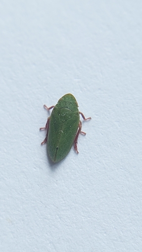 Tettigometra sulphurea