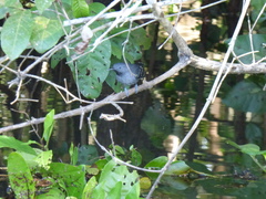 Hypocnemoides maculicauda