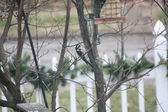 Dryobates pubescens