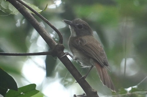 Moustached Babbler (Malacopteron magnirostre), photo 8