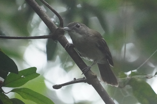 Moustached Babbler (Malacopteron magnirostre), photo 4
