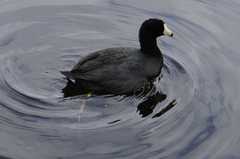 Fulica americana