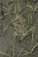 Calamagrostis pseudophragmites