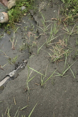 Calamagrostis pseudophragmites