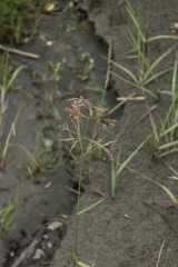 Calamagrostis pseudophragmites