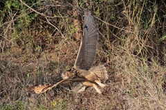 Bubo bengalensis