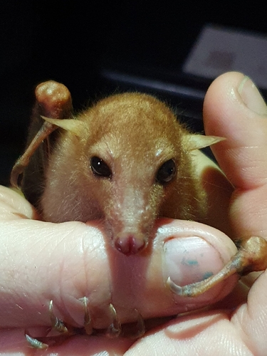Woodford's Fruit Bat (Nesonycteris woodfordi) — Least Concern Mammalia