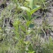 Acalypha wilmsii