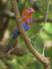 Granatina ianthinogaster