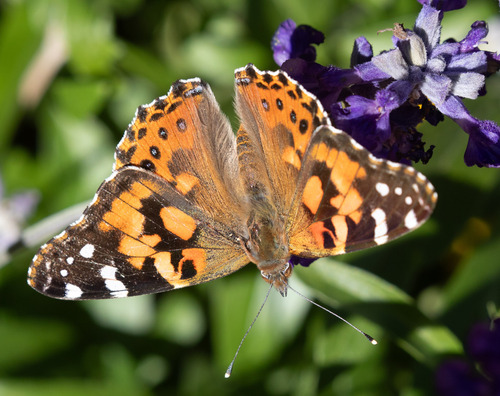 Painted Lady