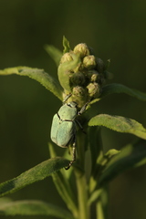 Hoplia parvula